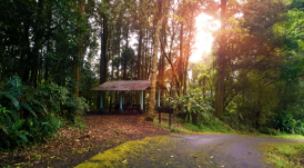 Reserva Forestal Grecia